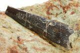 Fossil Pterosaur Tooth in Situ - Dekkar Formation, Morocco #375589-1